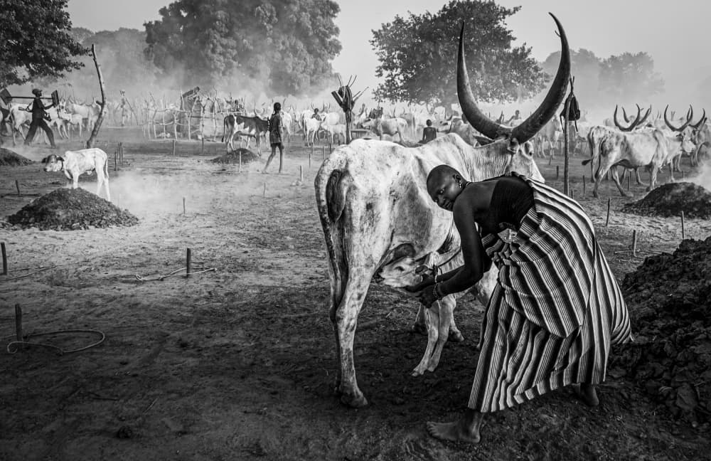 Milking Longhorn Cattle by Joxe Inazio Kuesta Garmendia — canvas wall art