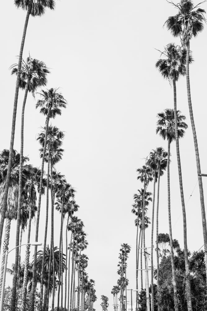 Palm Alley by Kathrin Pienaar — canvas wall art