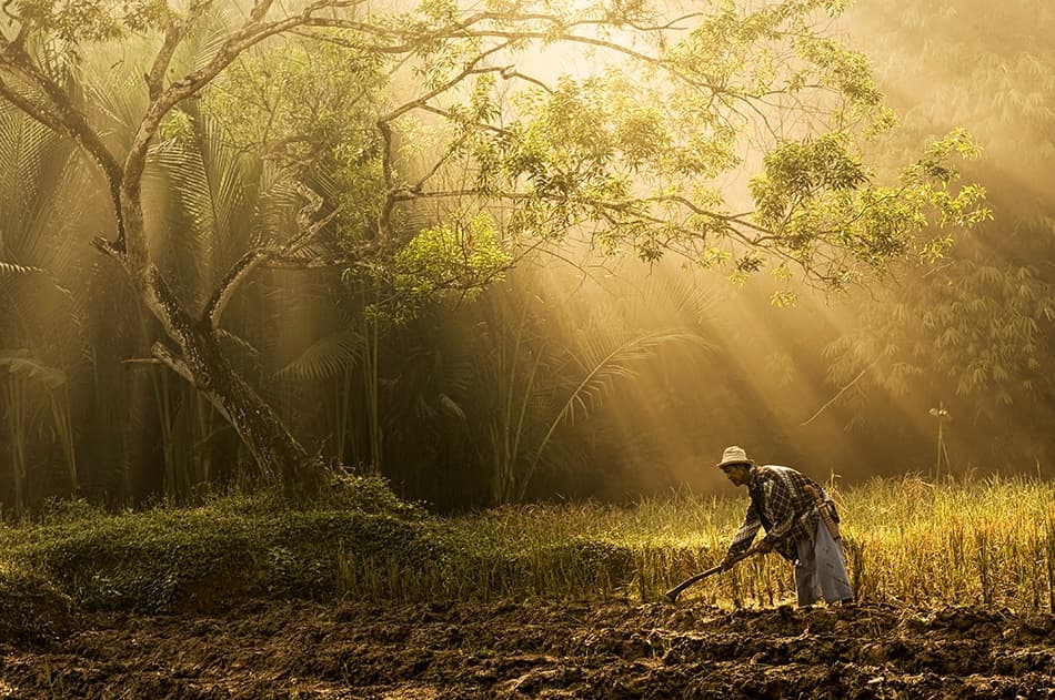 Farmer's Golden Dawn by Antonyus Bunjamin (Abe) — canvas wall art