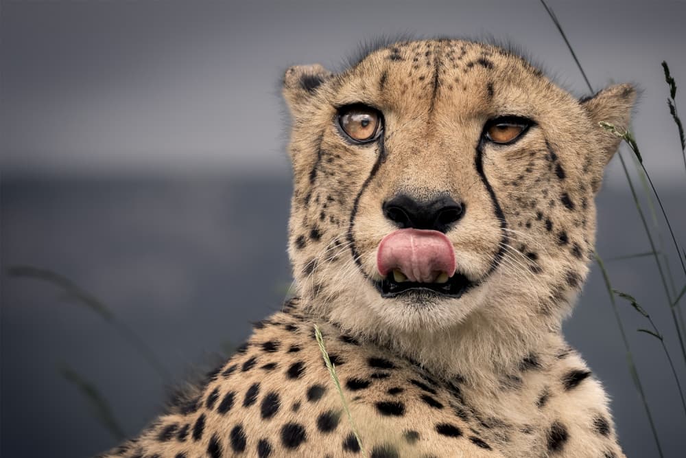 Cheetah Licking Lips by GENNARO DI NOTO — canvas wall art