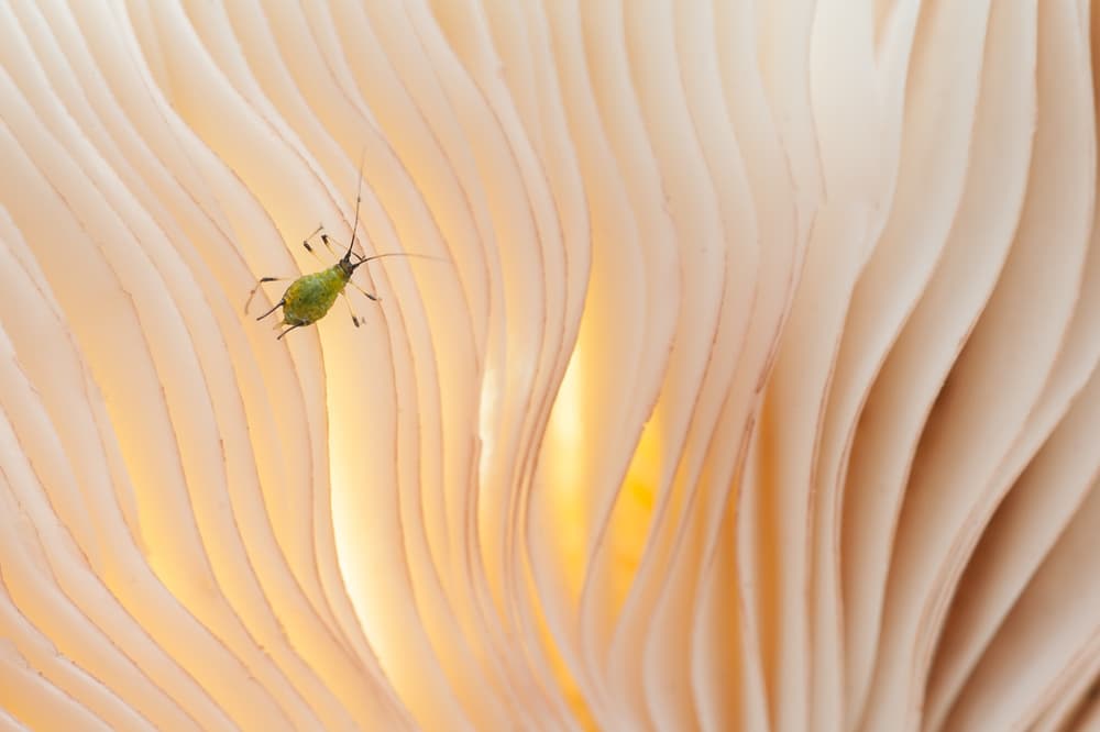 Green Insect Luminous Gills by Piet Haaksma — canvas wall art