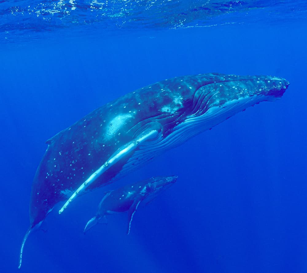 Humpback Whales Underwater by KIMIO KOBAYASHI — canvas wall art