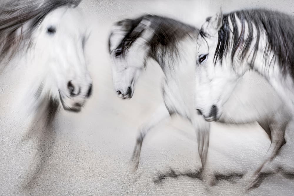 Spirited White Horses by Martine Benezech — canvas wall art