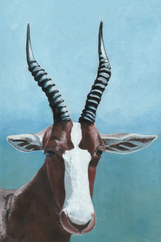 Blesbok Antelope Gaze by Viccy Wanliss — canvas wall art