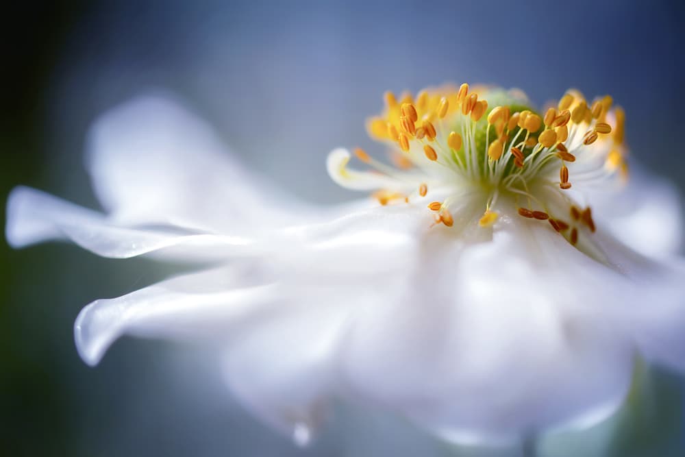 Anemone 1 by Mandy Disher — canvas wall art