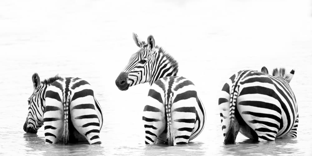 Striped Zebras In Water by Louise Wolbers — canvas wall art