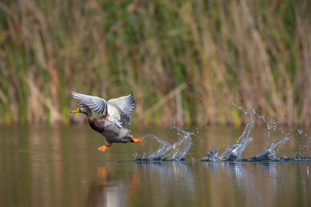Mallard Taking Flight by TONY GORAN — canvas wall art