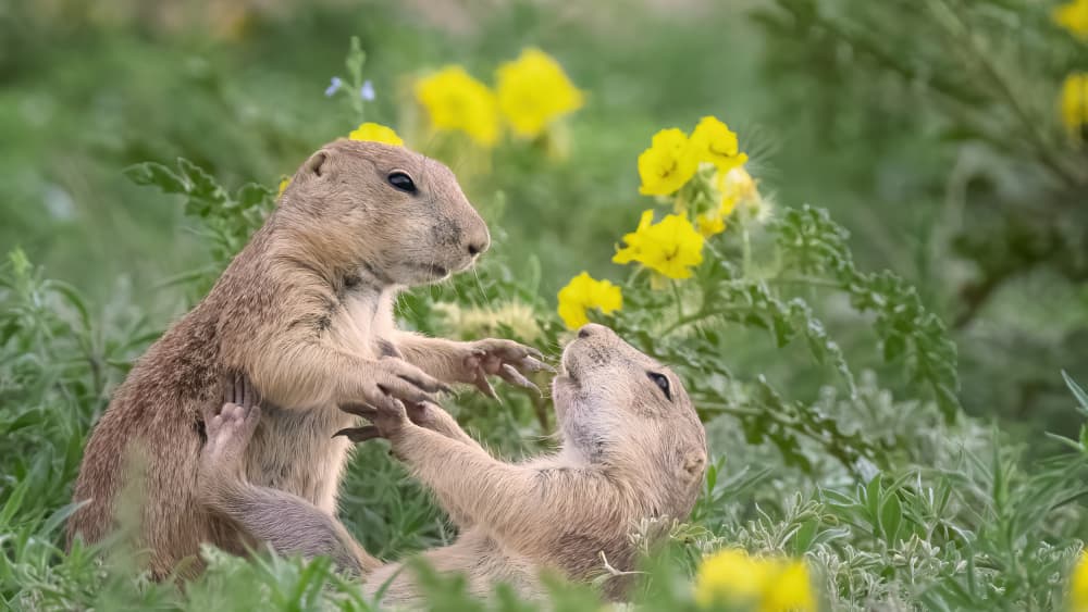 Playful Prairie Dogs by Ming Chen — canvas wall art
