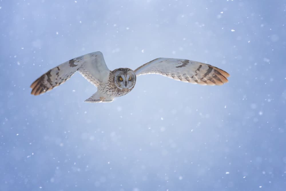 Winter Owl Flight by Tao Huang — canvas wall art