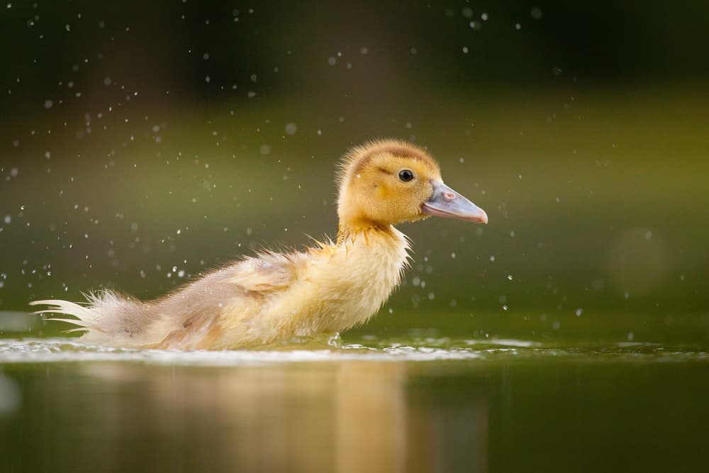 Splashing Duckling by Robert Adamec — canvas wall art
