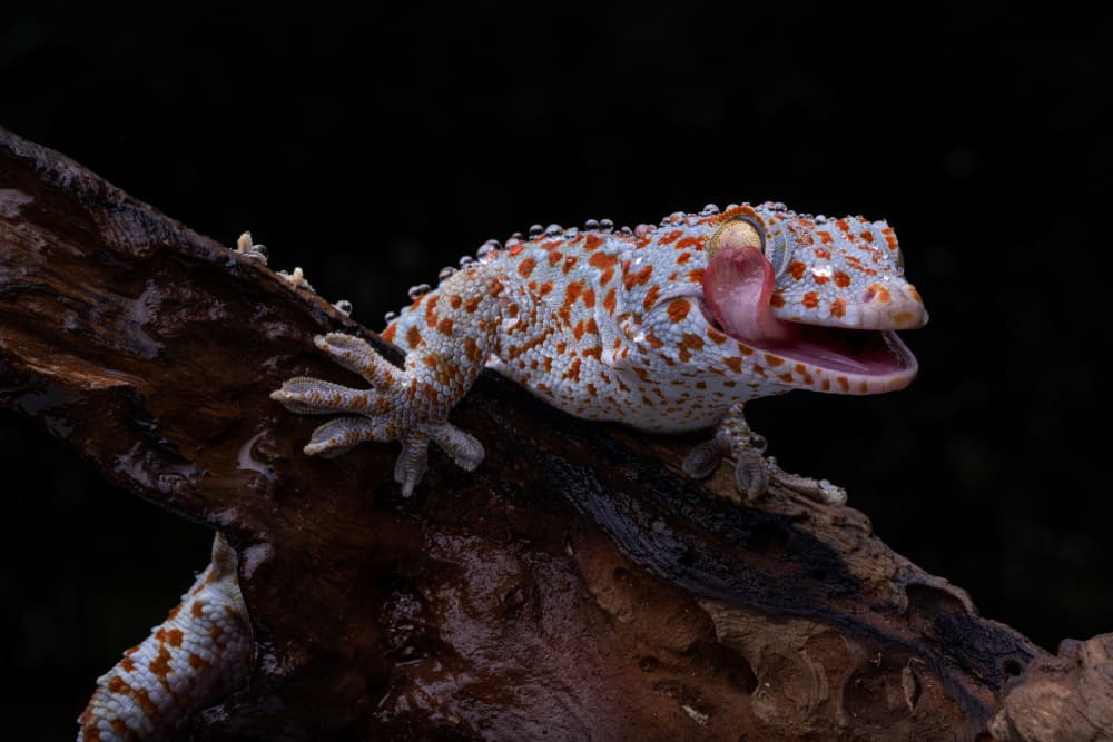 Spotted Gecko Yawns by Lisdiyanto Suhardjo — canvas wall art