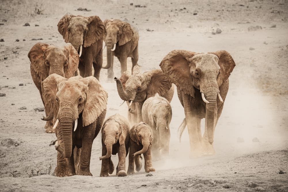 Dusty Elephant Herd by Ali Khataw — canvas wall art