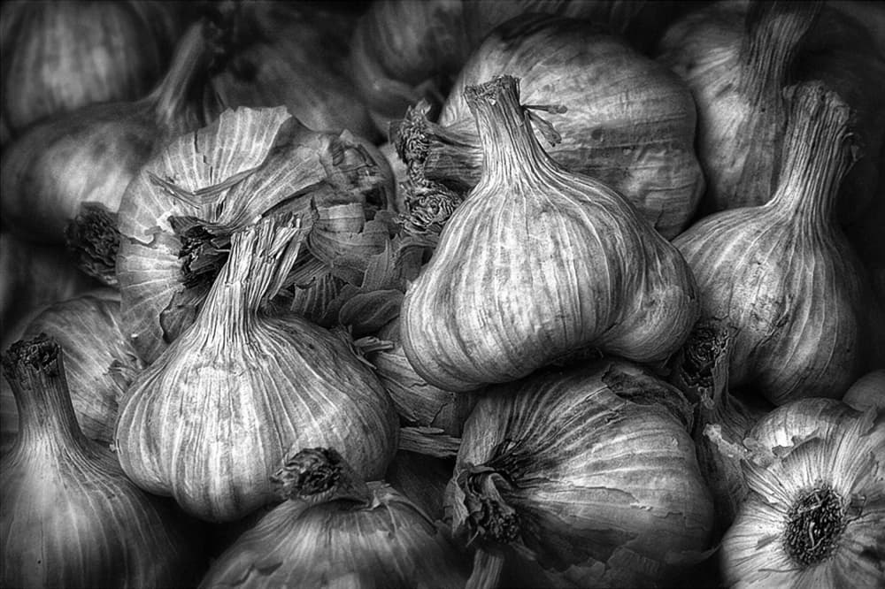 Monochrome Garlic Harvest by Holger Droste — canvas wall art