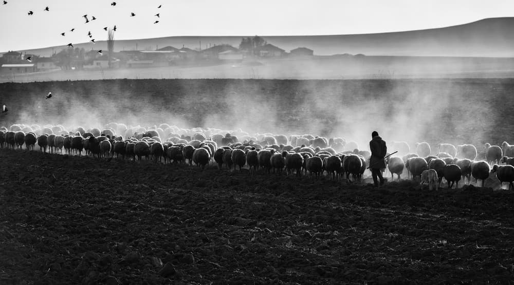 Shepherd and Dusty Flock by Yavuz Pancareken — canvas wall art
