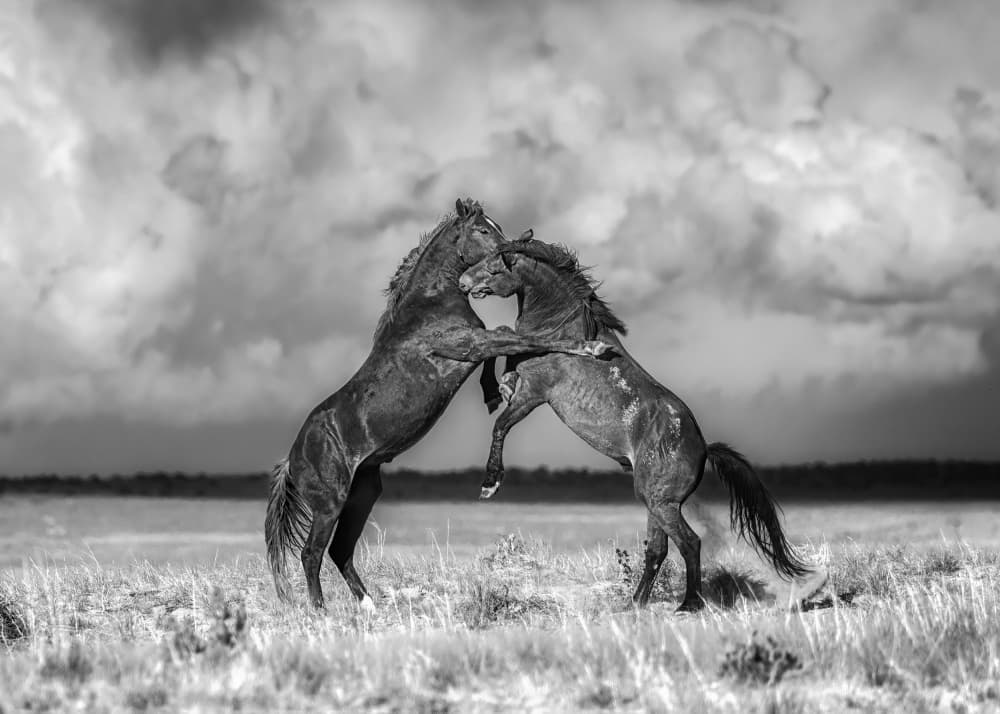 Rearing Wild Horses by Leechee Z — canvas wall art
