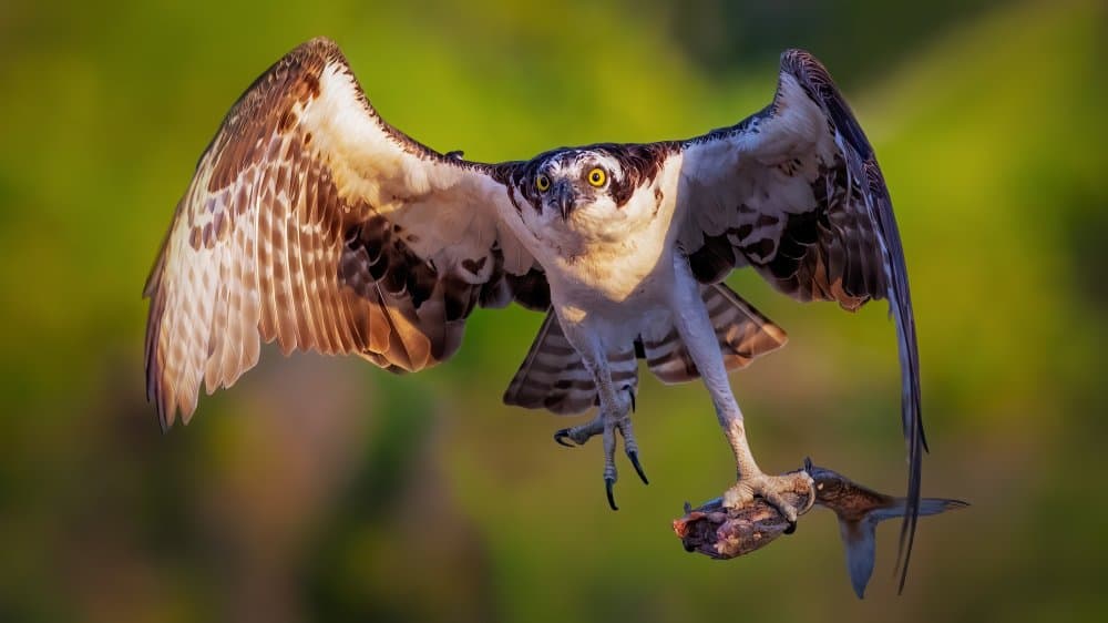 Osprey Catches Fish by Hanping Xiao — canvas wall art