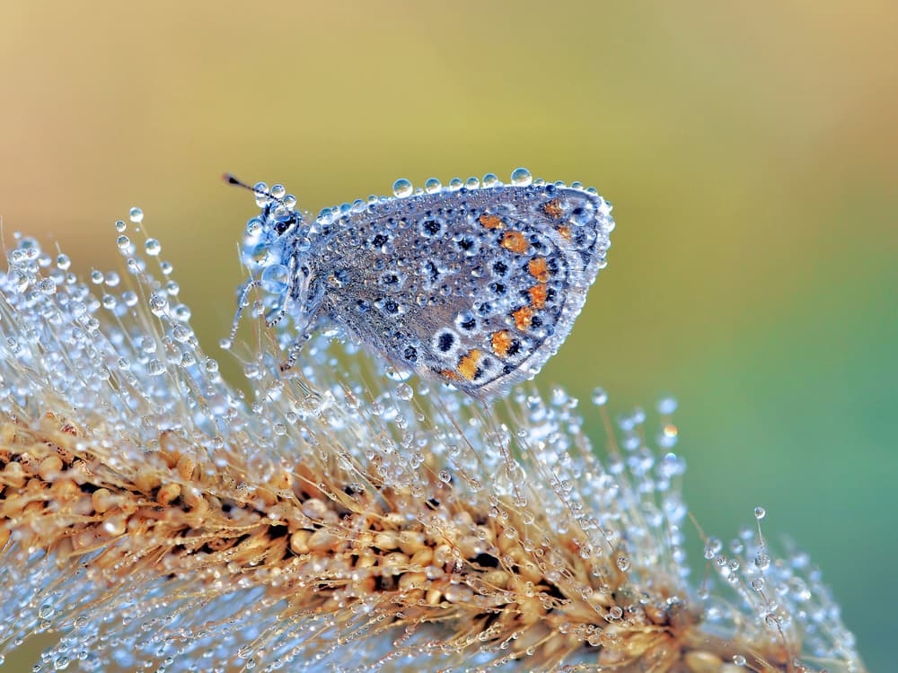 Sparkling Dew Butterfly by Thierry Dufour — canvas wall art