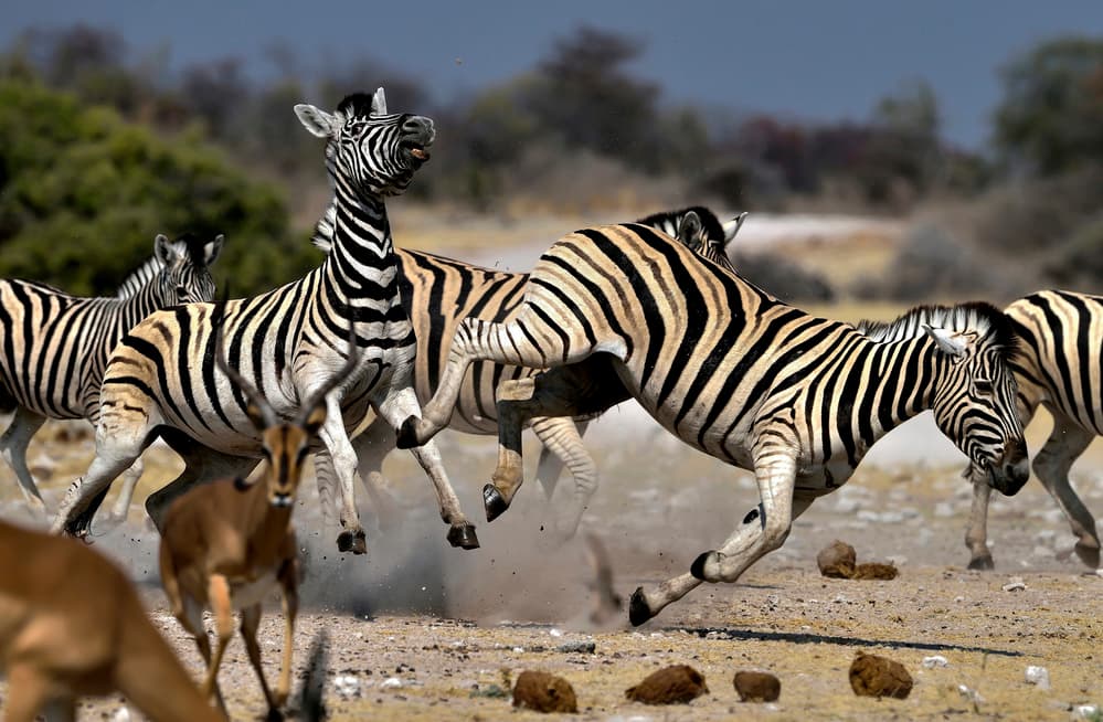 Running Zebras Dust by Giuseppe DAmico — canvas wall art