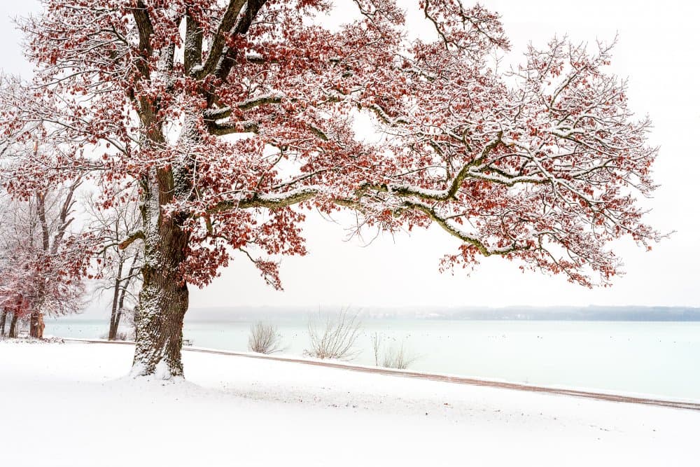 Red Leaves Winter Lake by Ulrike Eisenmann — canvas wall art
