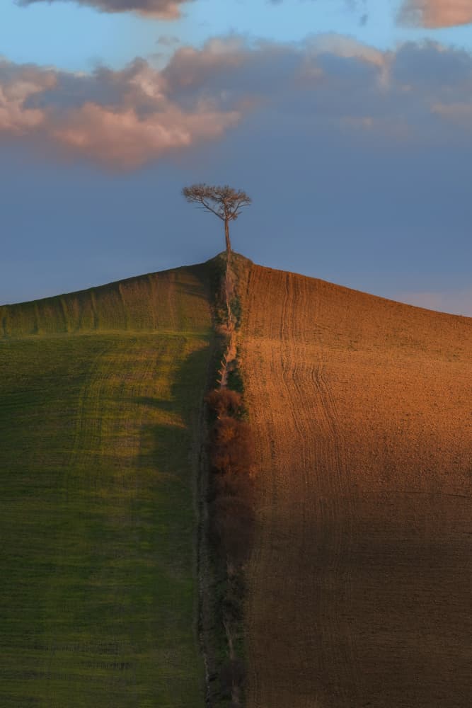 Golden Hour Hilltop Tree by Jure Kravanja — canvas wall art