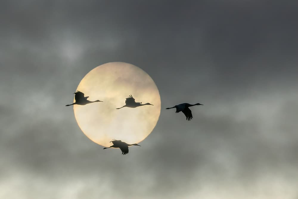 Flying Cranes Sun by John Fan — canvas wall art