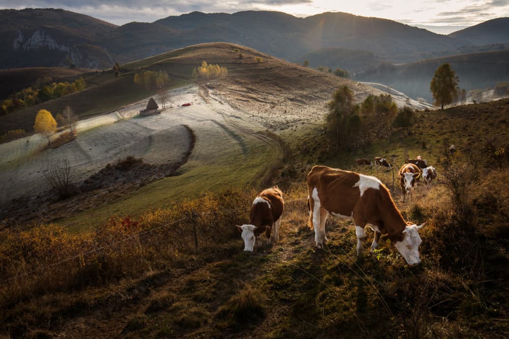 Grazing Cows Golden Morning by Dan Mirica — canvas wall art