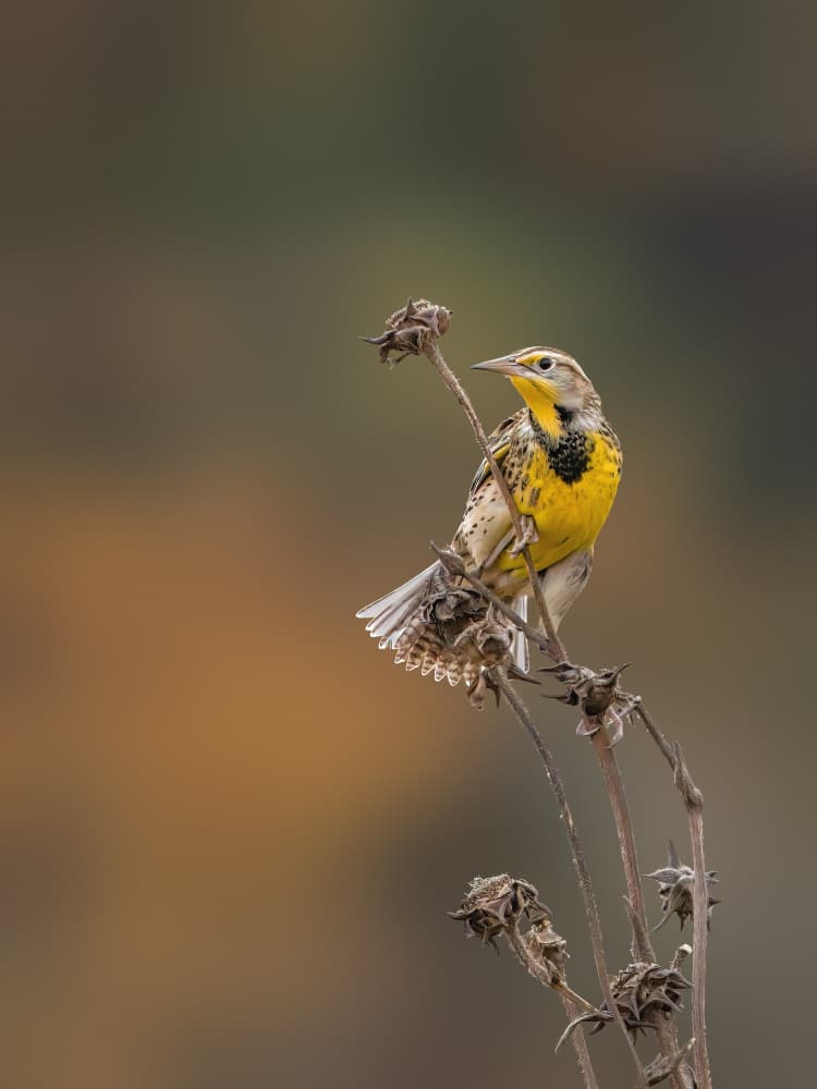 Yellow Meadowlark Perched by Jacob (Jian) Xu — canvas wall art