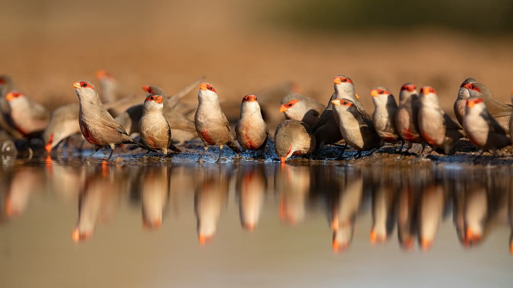 Birds Drinking Reflections by Joan Gil Raga — canvas wall art