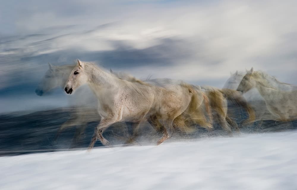 Galloping White Horses by Milan Malovrh — canvas wall art