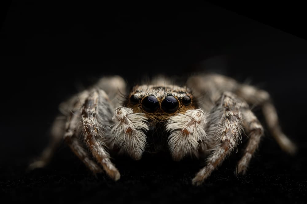 Jumping Spider Portrait by Linda D Lester — canvas wall art