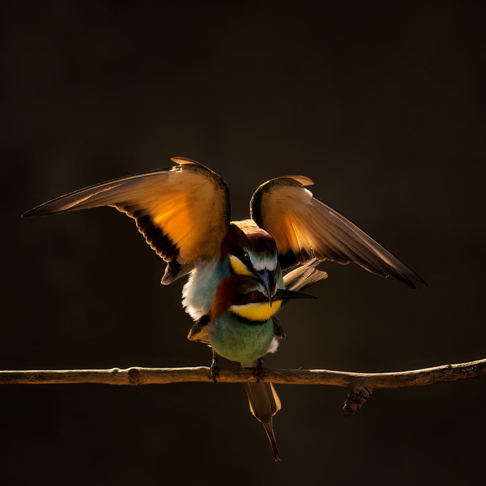 Mating Bee Eaters by Phillip Chang — canvas wall art