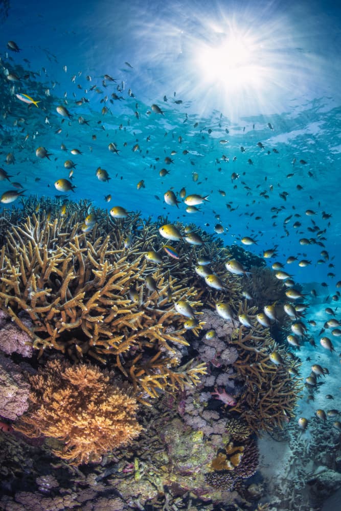 Sunlit Coral Reef by Barathieu Gabriel — canvas wall art