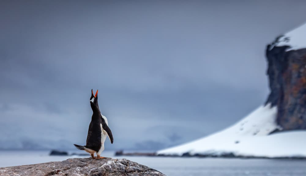 Antarctic Penguin's Call by Ning Lin — canvas wall art