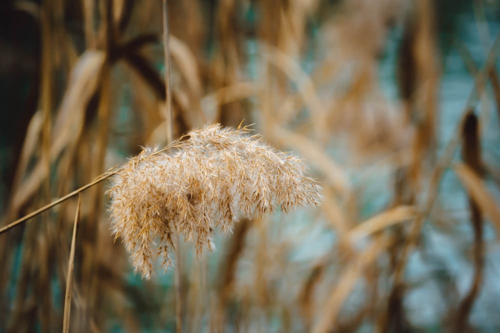 Soft Golden Reeds by Josip Milićević — canvas wall art
