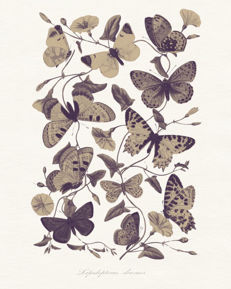 Vintage Butterfly Botanical by Wild Violets — canvas wall art