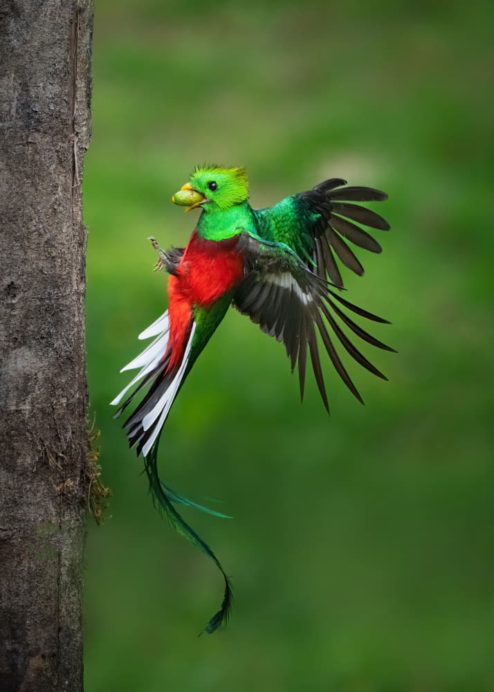 Vibrant Quetzal Flying by Yun Gong — canvas wall art