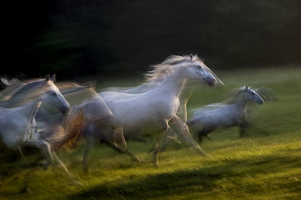 White Horses Running Wild by Milan Malovrh — canvas wall art