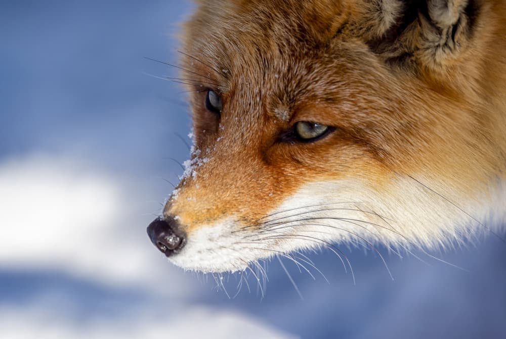 Winter Fox Portrait by Joanna W — canvas wall art