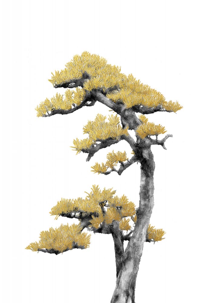 Golden Zen Bonsai by amini54 — canvas wall art