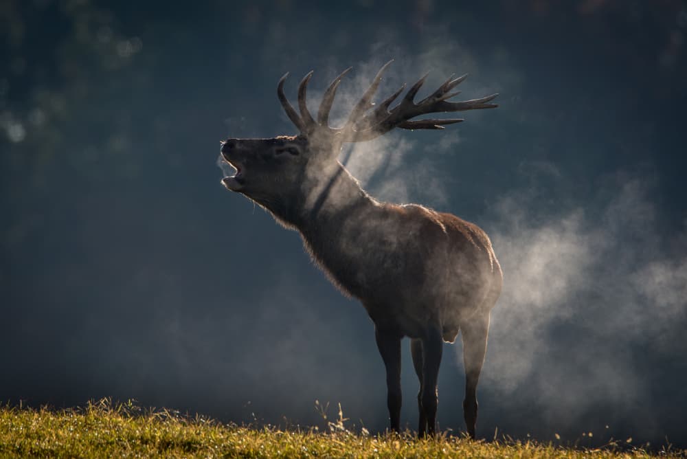 Roaring Deer in Mist by Joško Šimic — canvas wall art