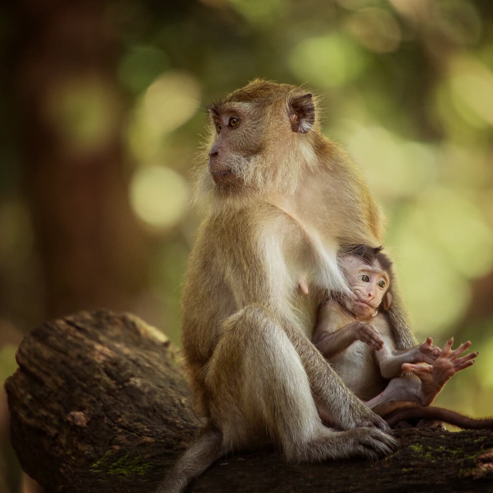 Nurturing Monkey Family by Gunarto Song — canvas wall art