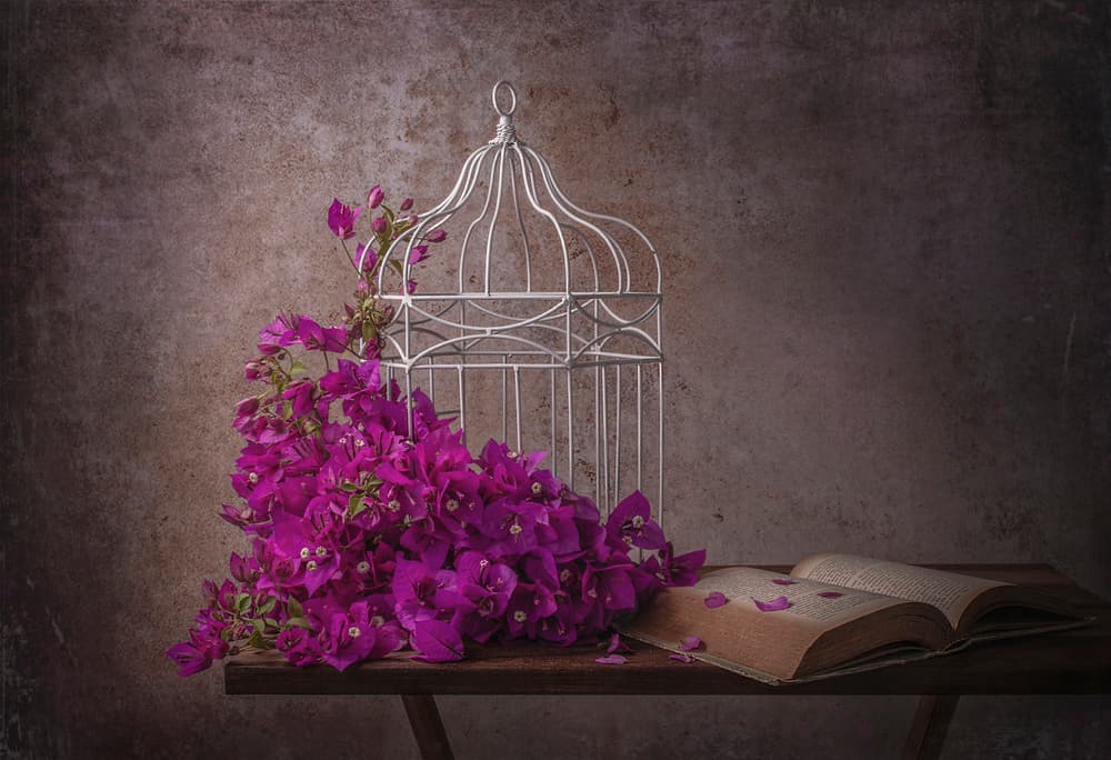 Rustic Bougainvillea and Book by Margareth Perfoncio — canvas wall art