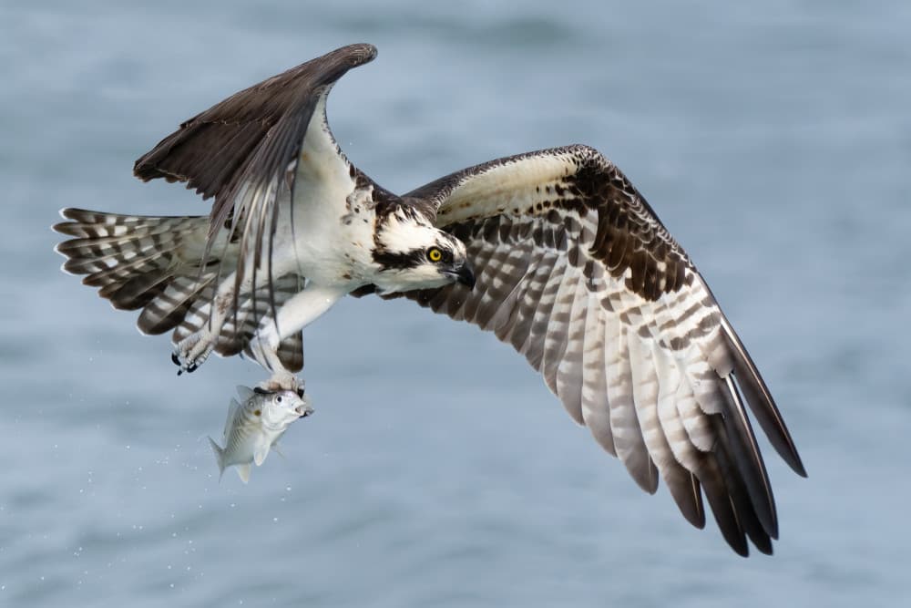 Osprey's Ocean Catch by John Fan — canvas wall art