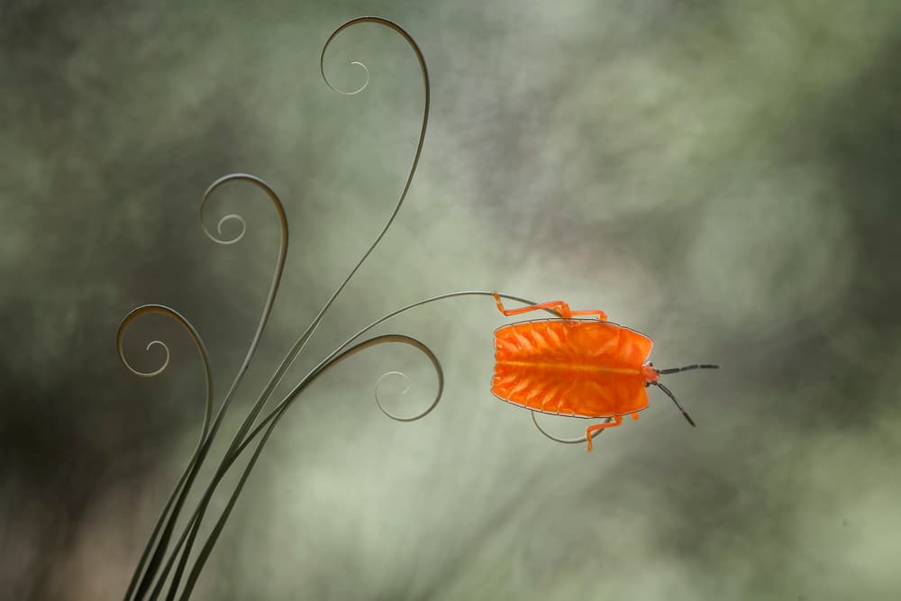 Orange Bug Spirals by Abdul Gapur Dayak — canvas wall art