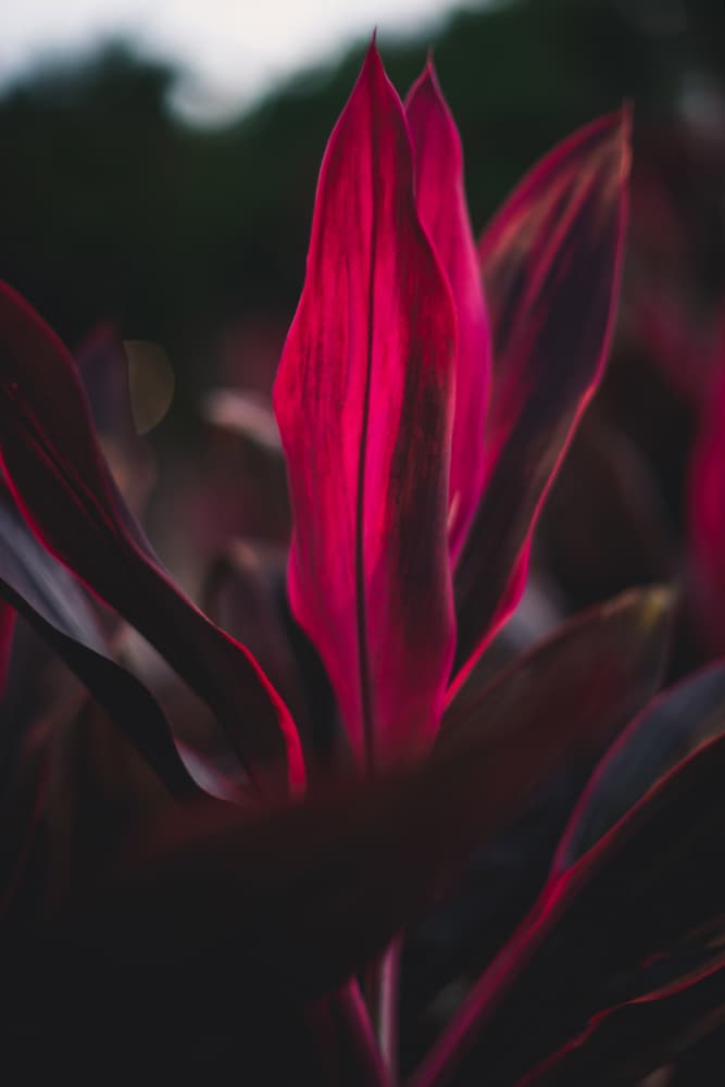 Vibrant Pink Foliage by Tim Mossholder — canvas wall art