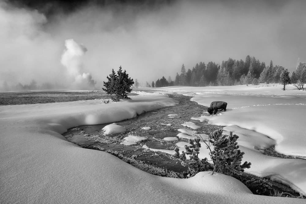 Steaming Winter Bison by Shenshen Dou — canvas wall art