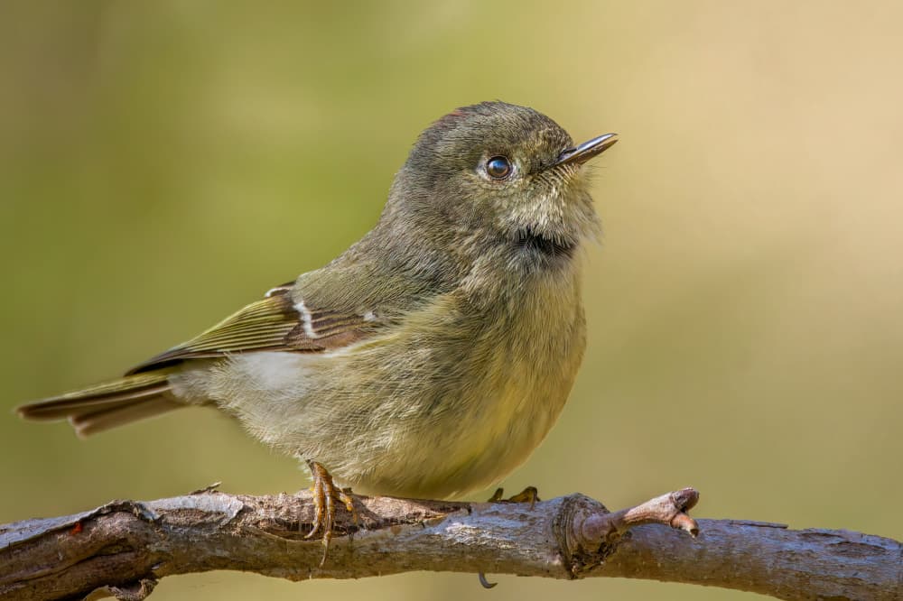 Green Warbler Perched by Jacob (Jian) Xu — canvas wall art