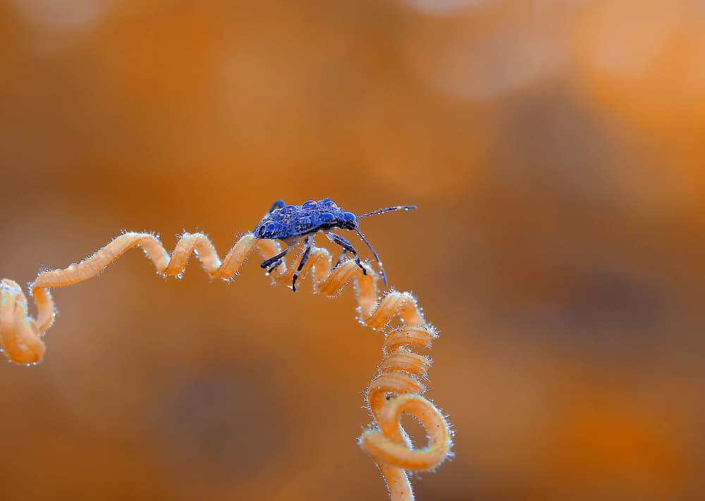 Blue Bug on Spiral Tendril by Thierry Dufour — canvas wall art