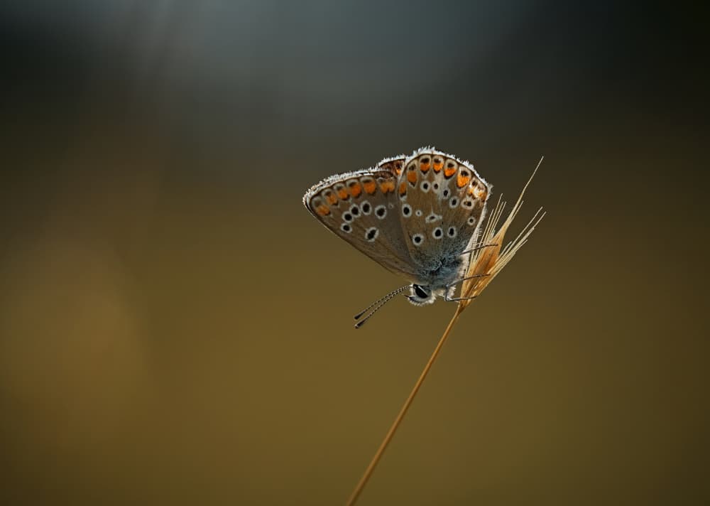 Dewy Morning Butterfly by Stuart Williams — canvas wall art