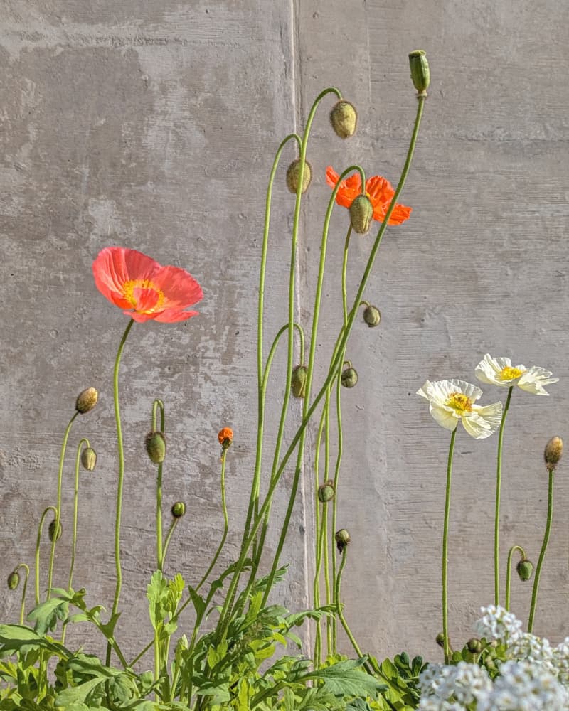 Poppies In the Sunlight by Tom Windeknecht — canvas wall art